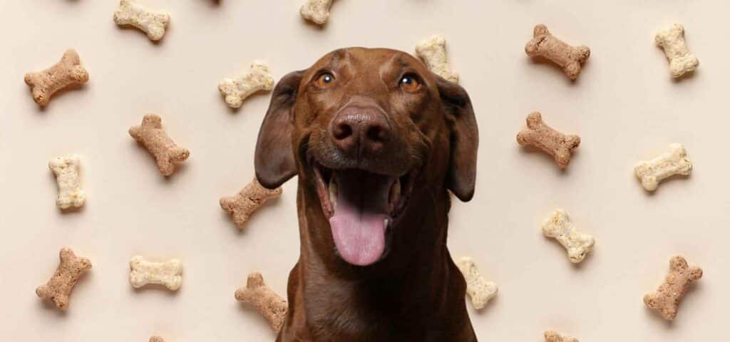 Fröhlicher brauner Labrador umgeben von Hundeknochen-Leckerlis auf beigem Hintergrund – positives Bild zur Belohnungsbasierte Ausbildung von Assistenzhunden bei Autismus