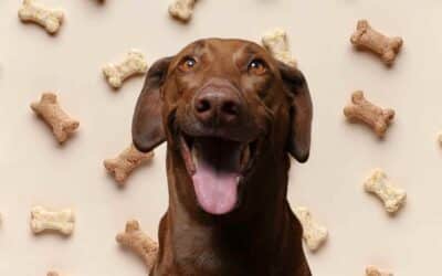 Hilfe auf vier Beinen