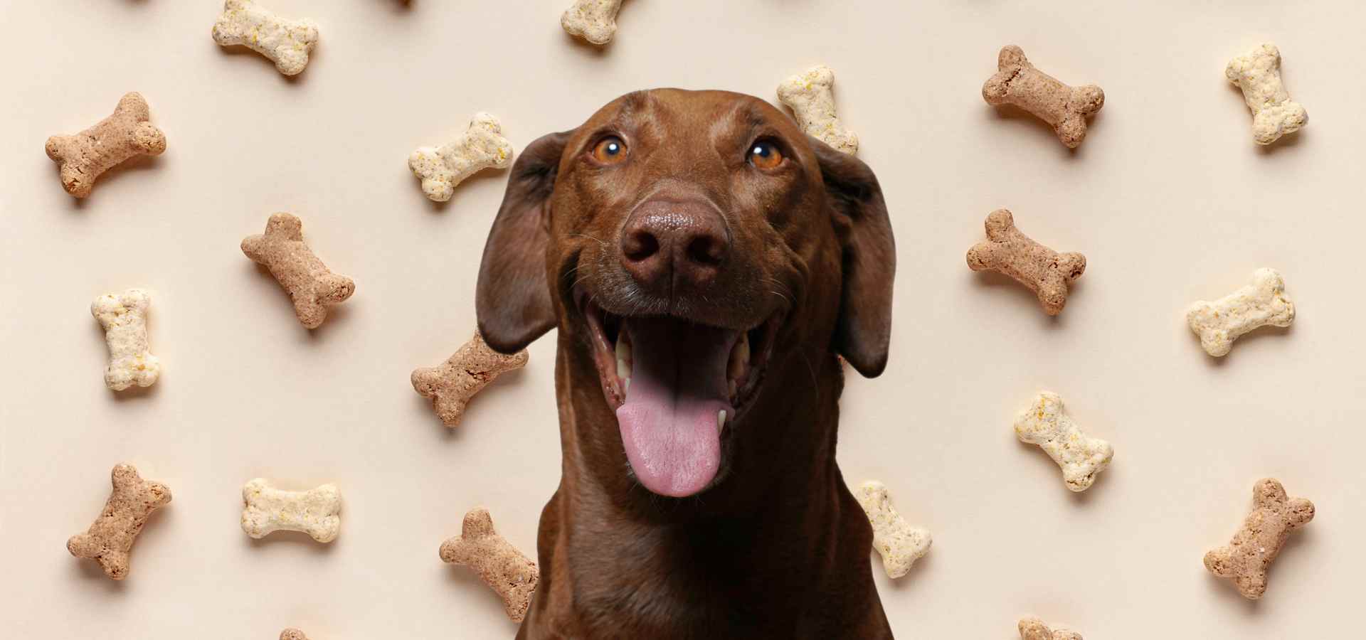 Fröhlicher brauner Labrador umgeben von Hundeknochen-Leckerlis auf beigem Hintergrund – positives Bild zur Belohnungsbasierte Ausbildung von Assistenzhunden bei Autismus